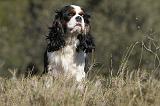 CAVALIER KING CHARLES 283